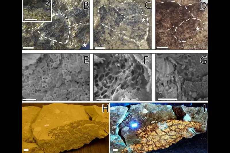 Какой всё-таки была окраска динозавров? Учёные исследовали кожу зауропода