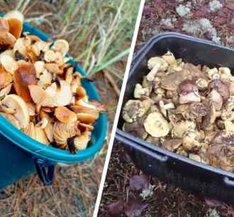«Сезон продолжается» — Белорусы показали, какие грибы берут целыми корзинками в декабре