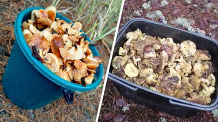 «Сезон продолжается» — Белорусы показали, какие грибы берут целыми корзинками в декабре