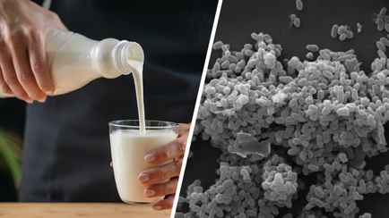 Добавят в кефир? Белорусские учёные нашли бактерию, которая продлевает жизнь