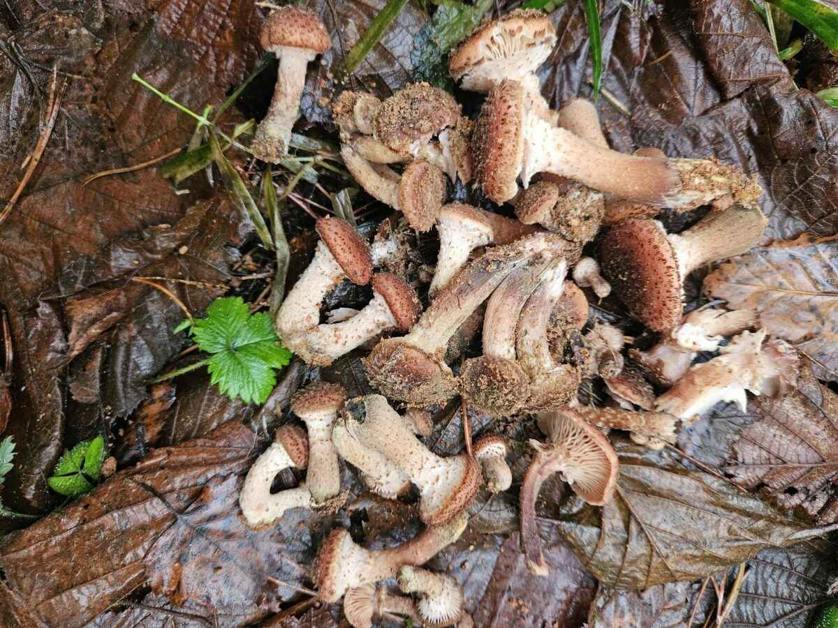 «Сезон продолжается» - Белорусы показали, какие грибы берут целыми корзинками в декабре