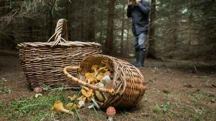 Белорус пошел в лес за грибами, а «нашел» штраф в 3000 рублей