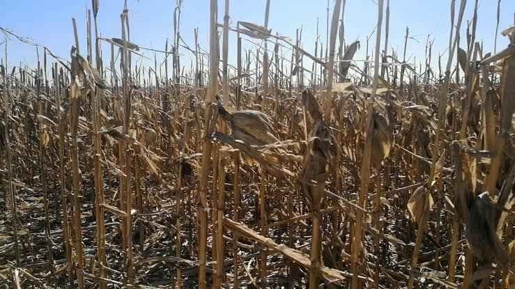 Brest Region Farm Deputy Director Punished for Faking Corn Harvest Worth 3,000 Rubles