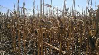 Brest Region Farm Deputy Director Punished for Faking Corn Harvest Worth 3,000 Rubles