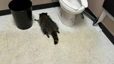 Всемирно известный пьяный енот оказался рецидивистом — «Живёт полной жизнью»