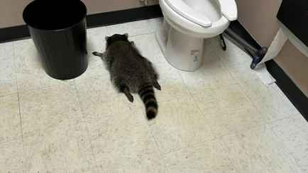 Всемирно известный пьяный енот оказался рецидивистом — «Живёт полной жизнью»