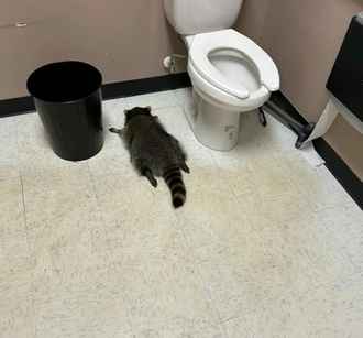 Всемирно известный пьяный енот оказался рецидивистом — «Живёт полной жизнью»