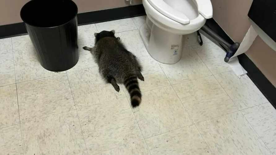 Всемирно известный пьяный енот оказался рецидивистом - "Живёт полной жизнью"