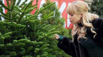 Где белорусам выгоднее всего купить живую ёлку? В Минлесхозе озвучили цены и адреса