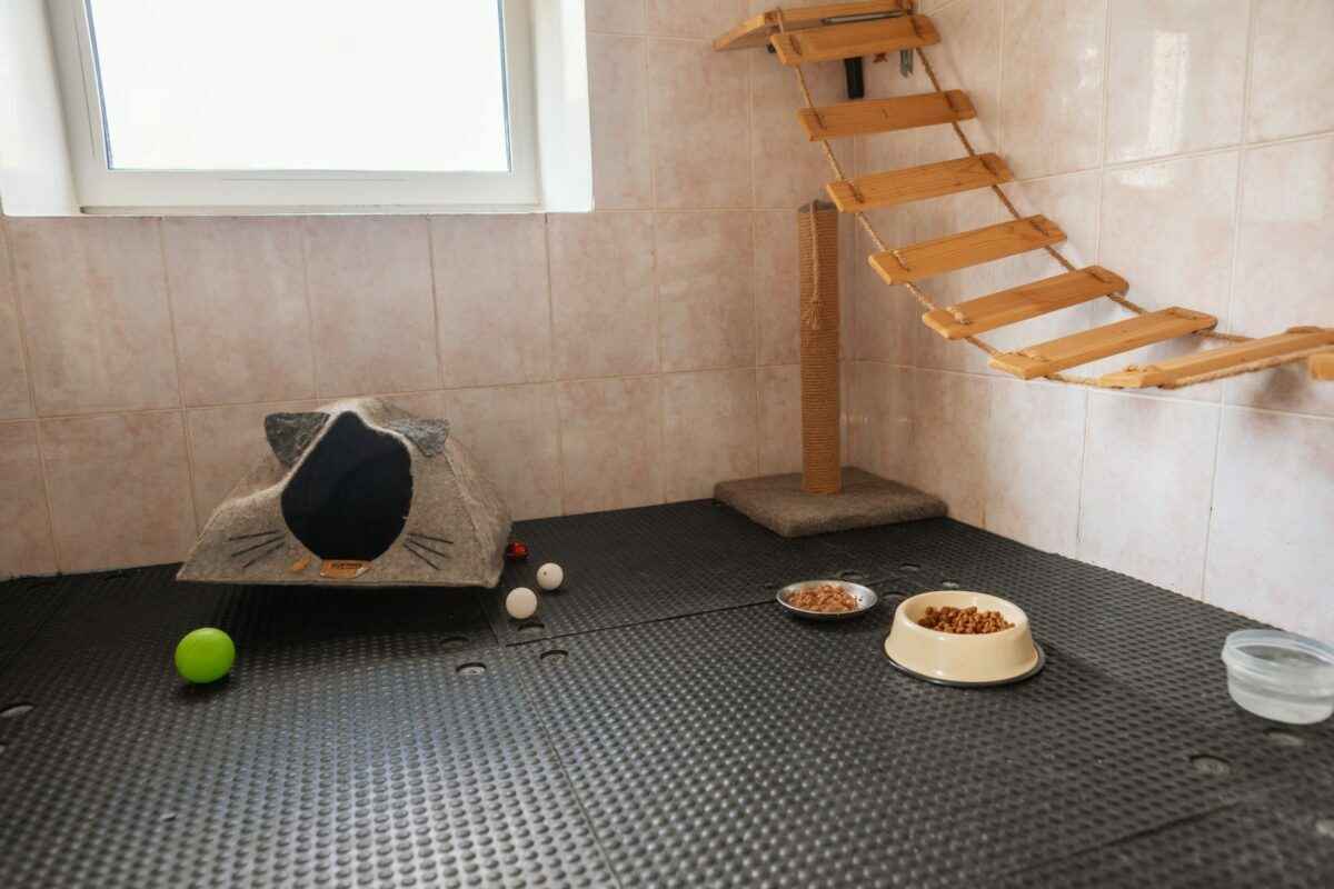 В Минске гостиница для котов предложила люксы по 20 рублей в сутки на новогодние праздники