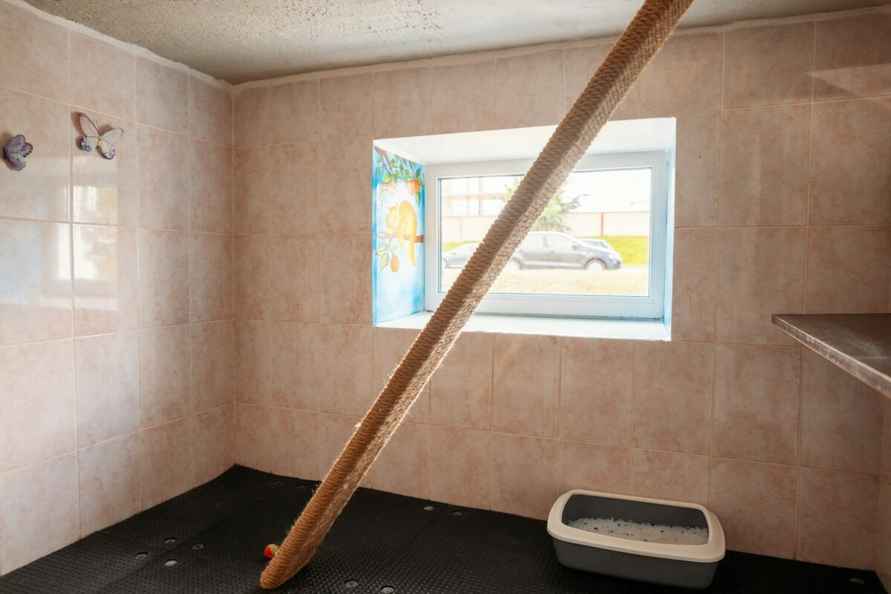 В Минске гостиница для котов предложила люксы по 20 рублей в сутки на новогодние праздники