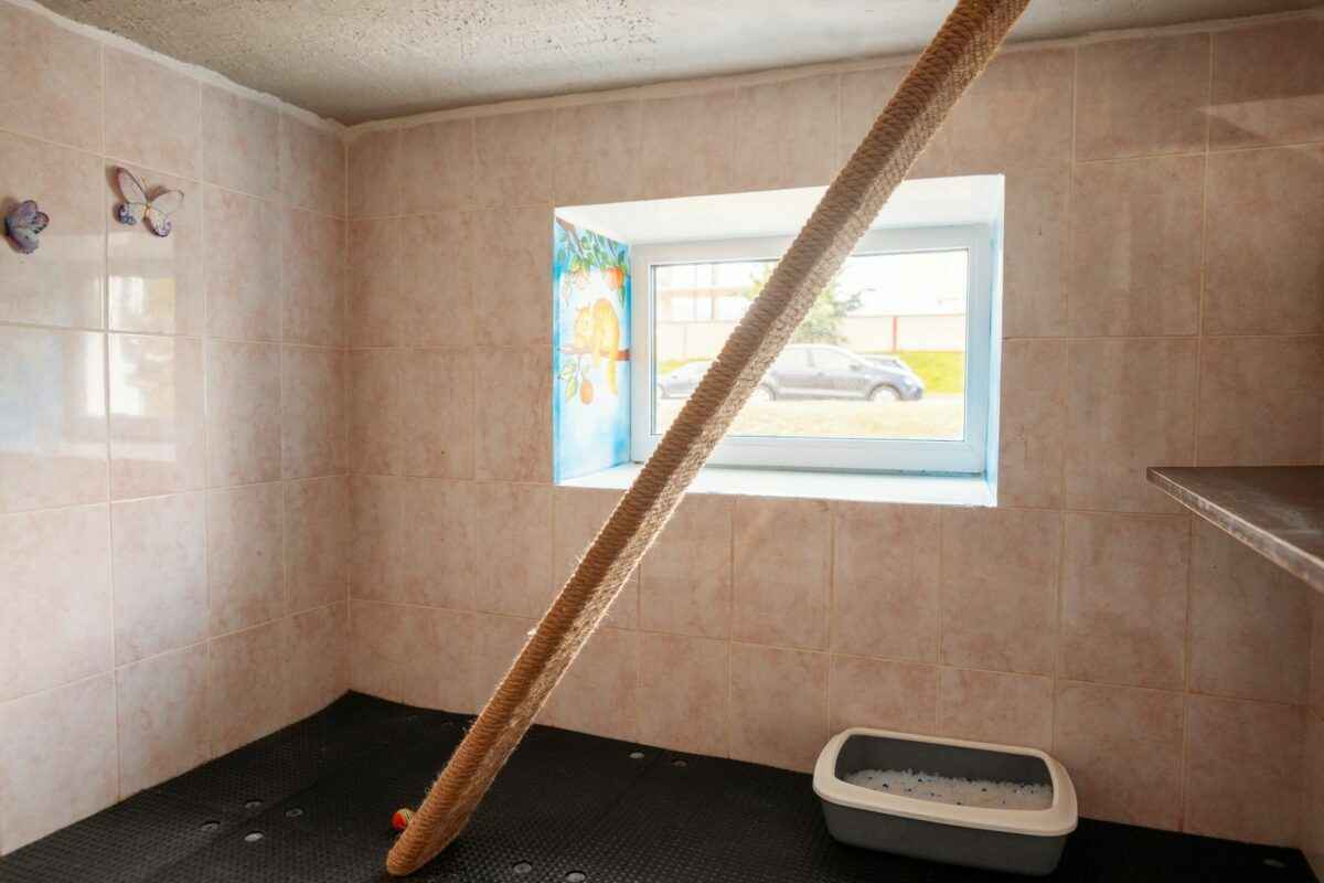 В Минске гостиница для котов предложила люксы по 20 рублей в сутки на новогодние праздники
