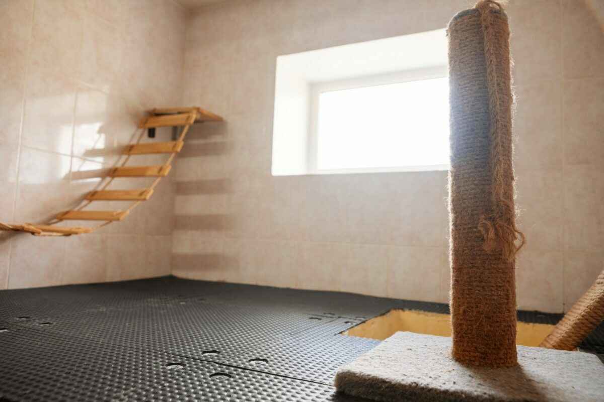 В Минске гостиница для котов предложила люксы по 20 рублей в сутки на новогодние праздники