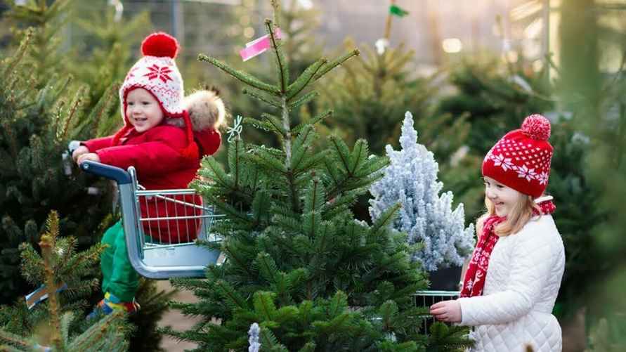 Где белорусам выгоднее всего купить живую ёлку? В Минлесхозе озвучили цены и адреса