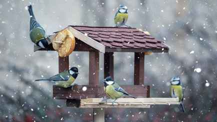 Эту еду нельзя класть в кормушки птиц. Что точно можно?