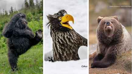 Лисьи пляски, хор львов и уморительные обезьяны. Фотографы показали самых смешных животных 2025 года