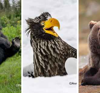 Лисьи пляски, хор львов и уморительные обезьяны. Фотографы показали самых смешных животных 2025 года