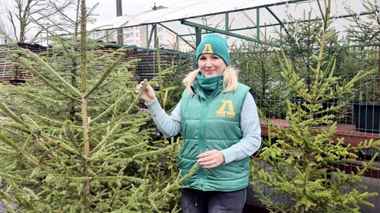 Лесхозы предложили белорусам бесплатные ёлки. Как получить?