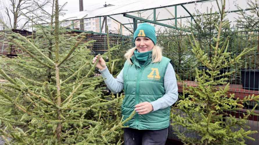 Фото иллюстрационное: Жлобинский лесхоз