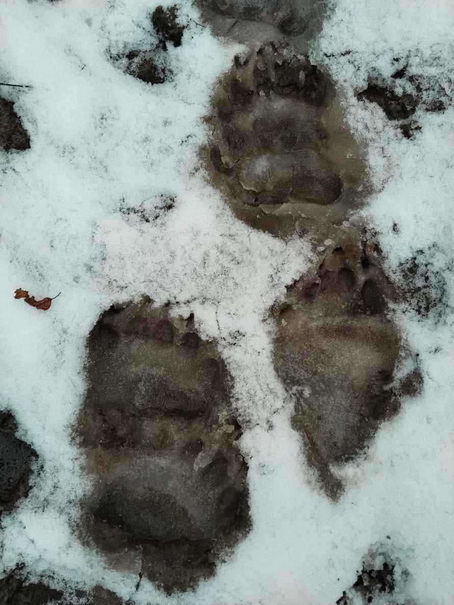 Медведи выходят из спячки? В одном из районов Беларуси заметили «тревожные следы»