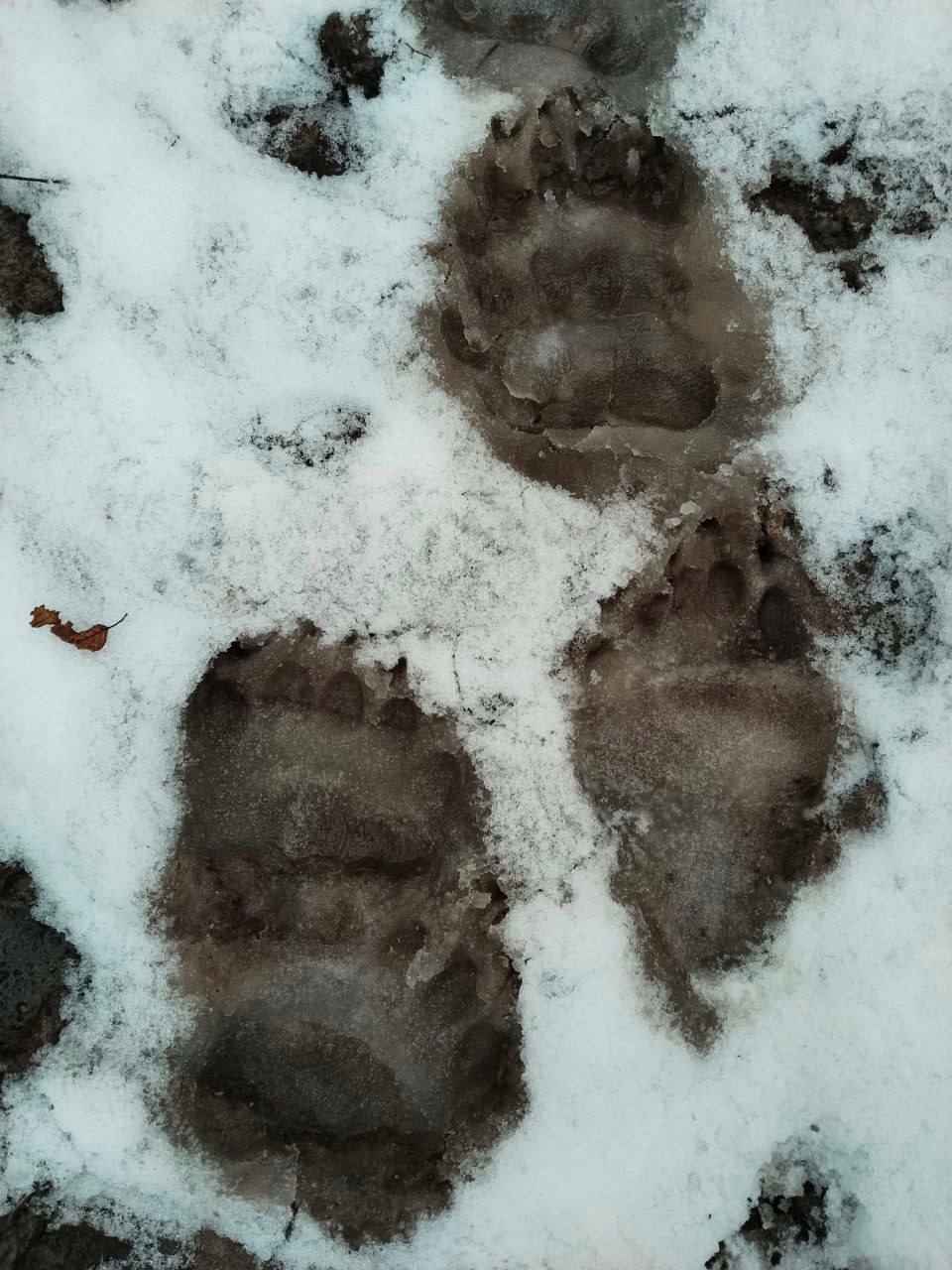Медведи выходят из спячки? В одном из районов Беларуси заметили «тревожные следы»