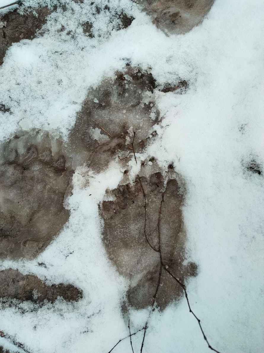 Медведи выходят из спячки? В одном из районов Беларуси заметили «тревожные следы»