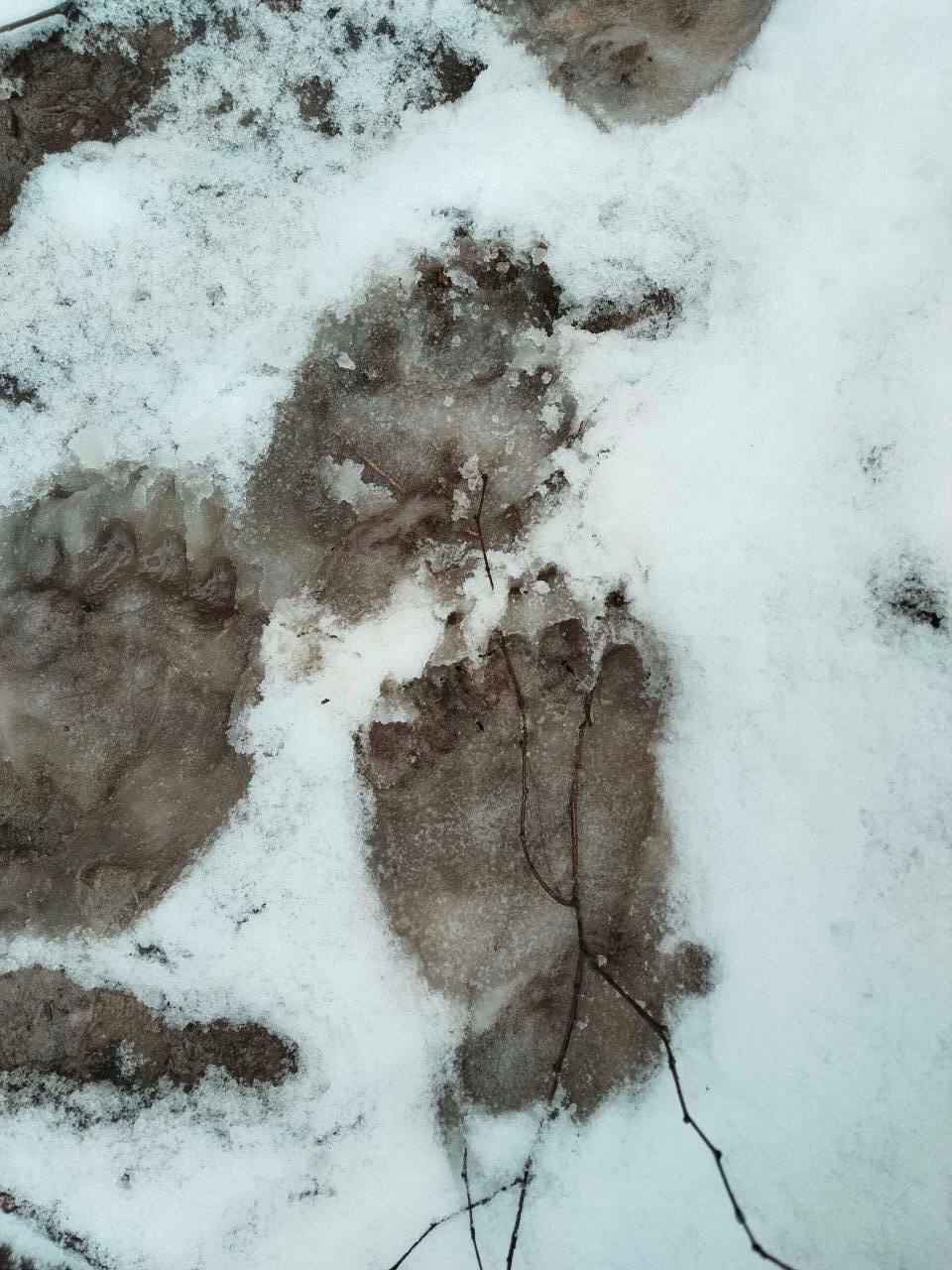 Медведи выходят из спячки? В одном из районов Беларуси заметили «тревожные следы»