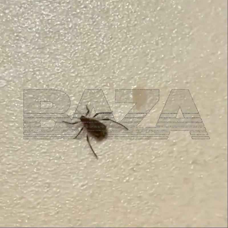 Россиян предупредили о скрытой опасности живых ёлок. Почему и белорусам стоит выдержать сутки на балконе?