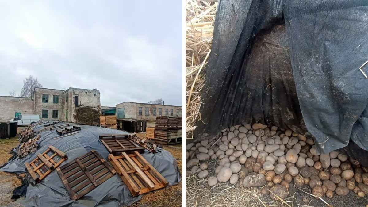 На Гомельщине тонны картофеля для зимнего стабфонда пытались хранить на земле под целлофаном