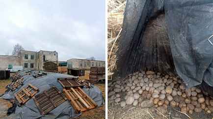 На Гомельщине тонны картофеля для зимнего стабфонда пытались хранить на земле под целлофаном