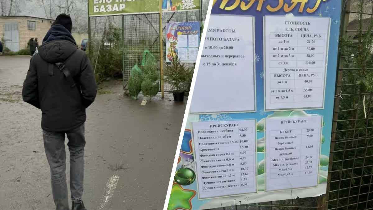 "Цен таких нет!" — минчане пожаловались на дорогие ёлки. Что ответили в Минлесхозе