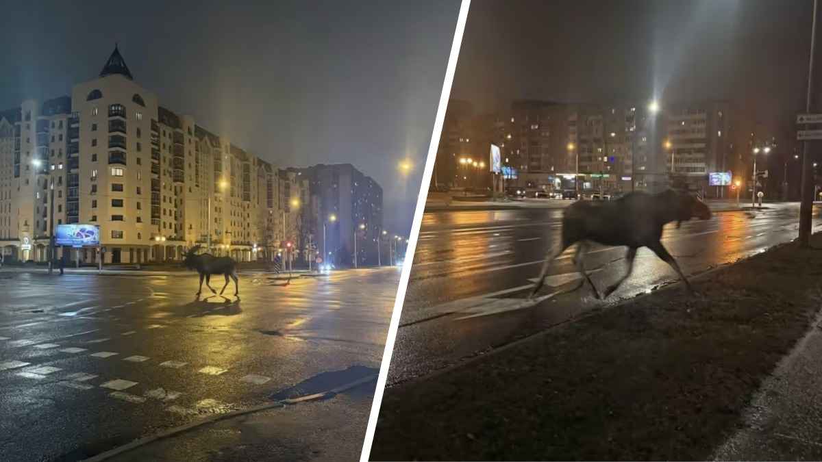 В центре Минска на улицах заметили лося