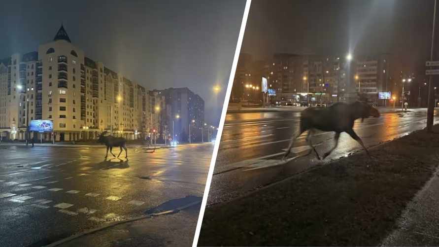 В центре Минска на улицах заметили лося