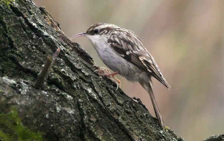 Два новых вида птиц зарегистрировали в Беларуси