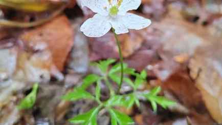В Беловежской пуще в середине декабря распустились «подснежники»