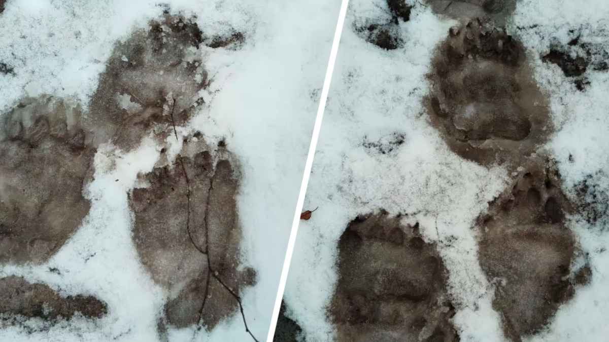 Медведи выходят из спячки? В одном из районов Беларуси заметили «тревожные следы»