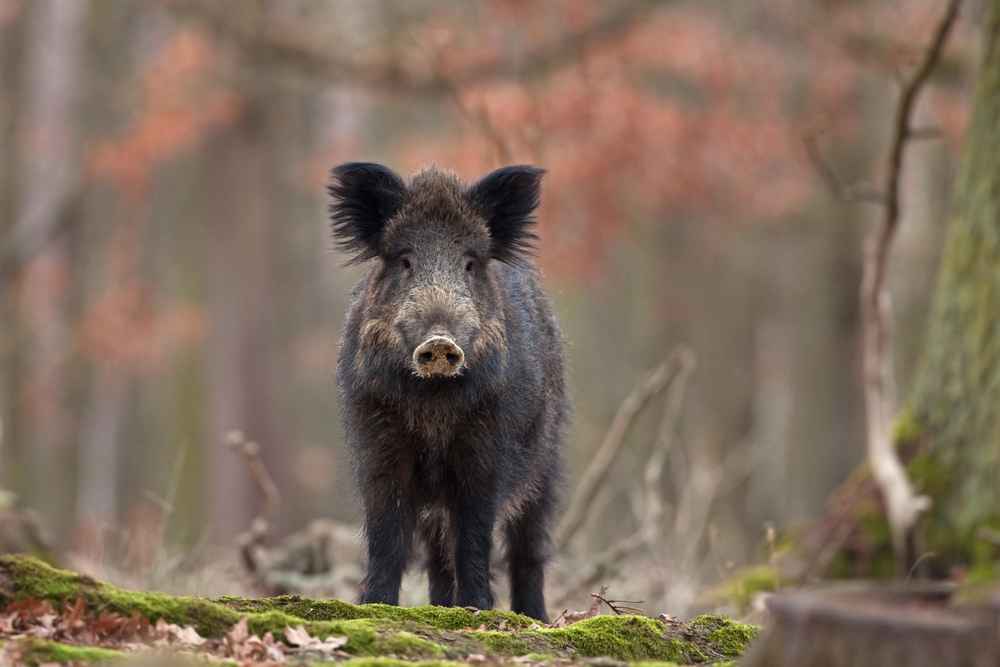 Infected wild boar? Poland speaks of new "sabotage from the east"