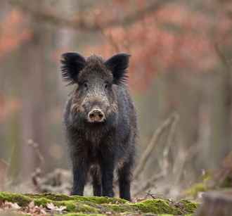 Заражённые дикие кабаны? В Польше заговорили о новых «диверсиях с востока»