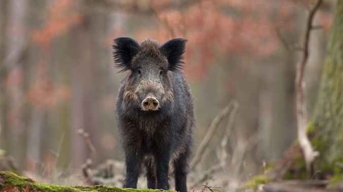 Infected wild boar? Poland speaks of new "sabotage from the east"