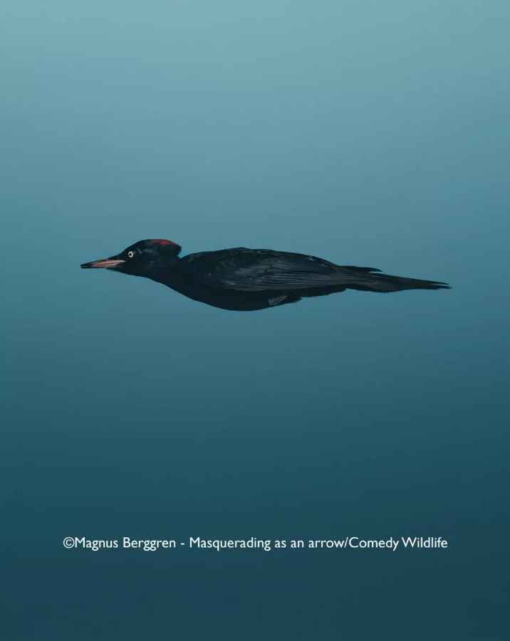 Лисьи пляски, хор львов и уморительные обезьяны. Фотографы показали самых смешных животных 2025 года