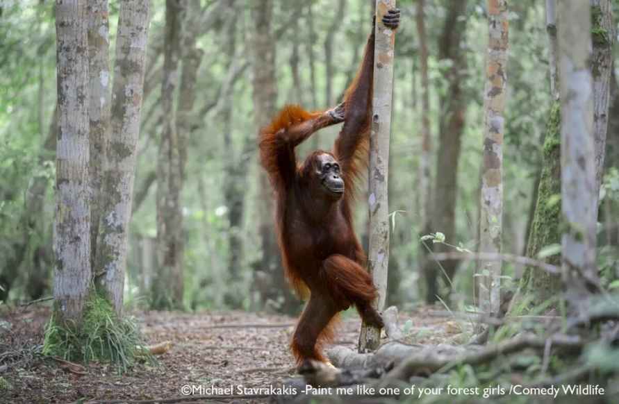 Лисьи пляски, хор львов и уморительные обезьяны. Фотографы показали самых смешных животных 2025 года