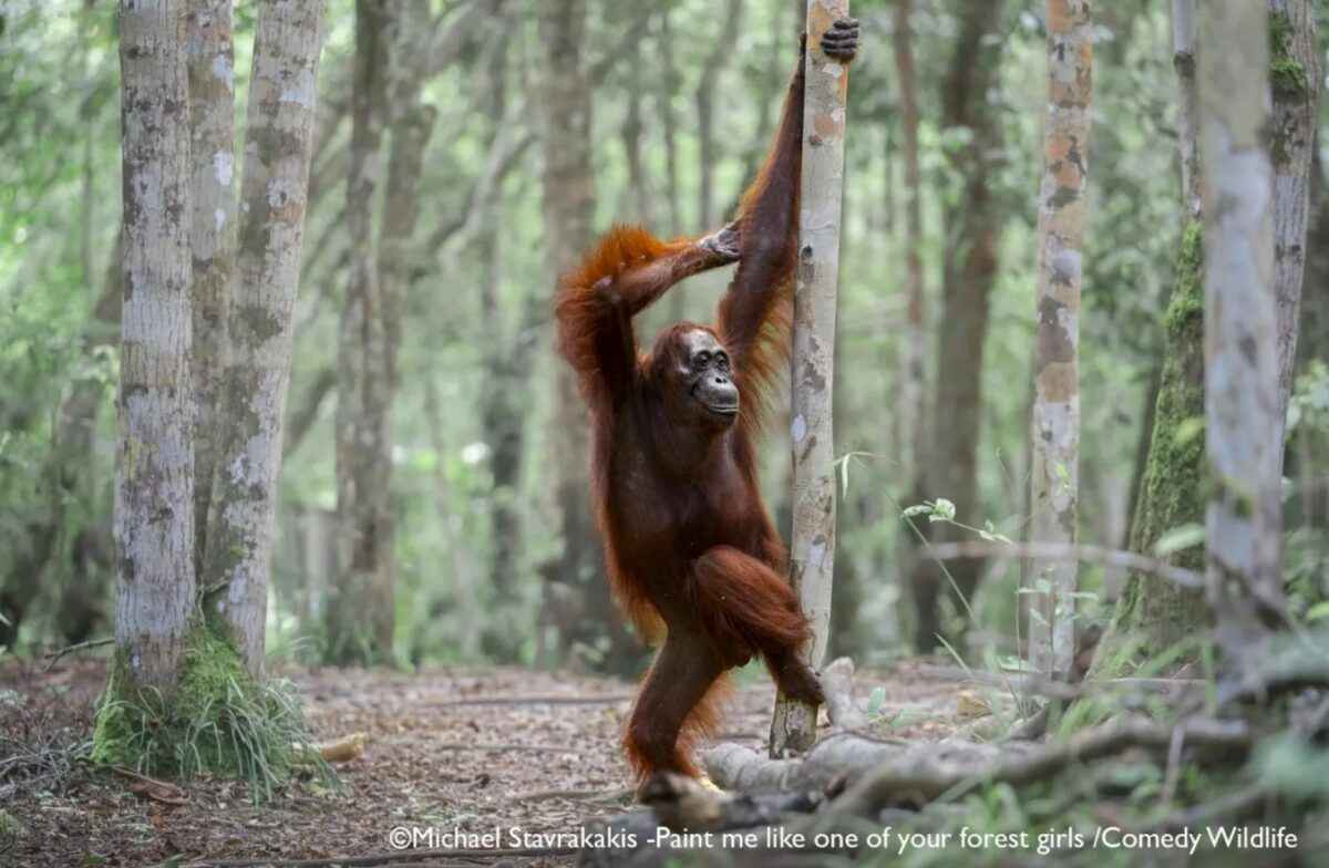 Лисьи пляски, хор львов и уморительные обезьяны. Фотографы показали самых смешных животных 2025 года