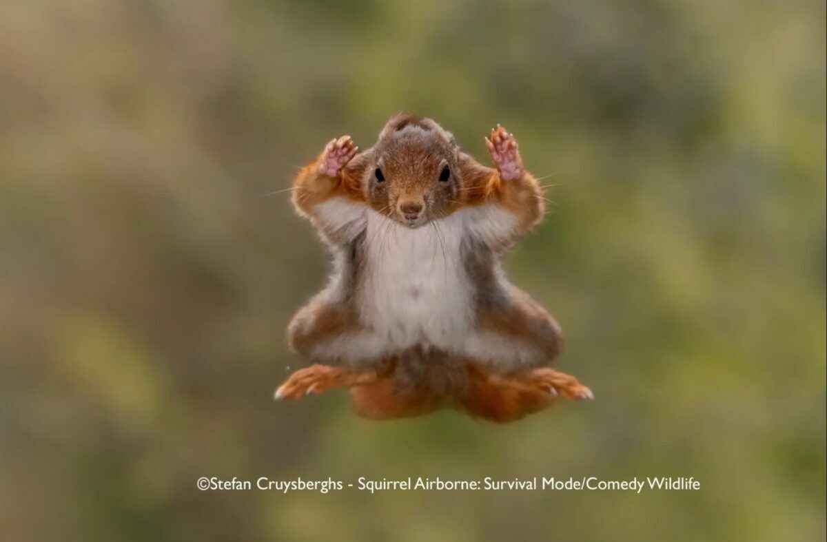 Лисьи пляски, хор львов и уморительные обезьяны. Фотографы показали самых смешных животных 2025 года
