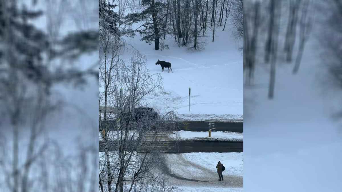Жители Минска дали поселившемуся в городе лосю имя. Куда все время ходит Валера?