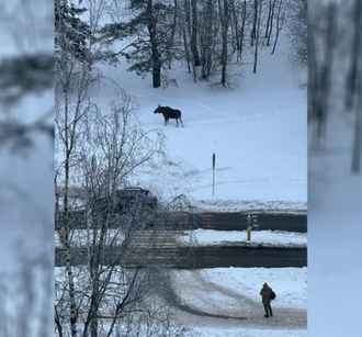 Жители Минска дали поселившемуся в городе лосю имя. Куда все время ходит Валера?