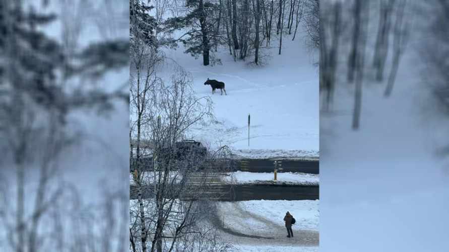 Жители Минска дали поселившемуся в городе лосю имя. Куда все время ходит Валера?