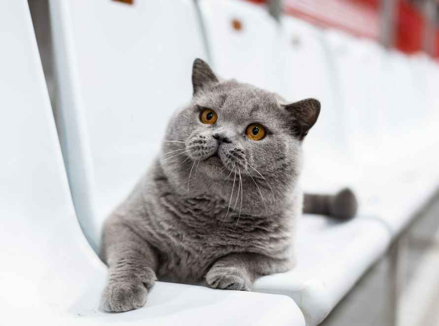 Два белорусских кота вошли в ТОП самых красивых в мире