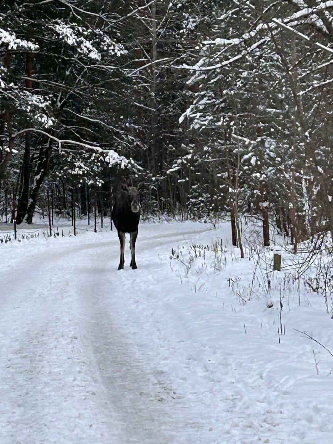 В Минске снова заметили лося - "Этот товарищ чуть не снёс"