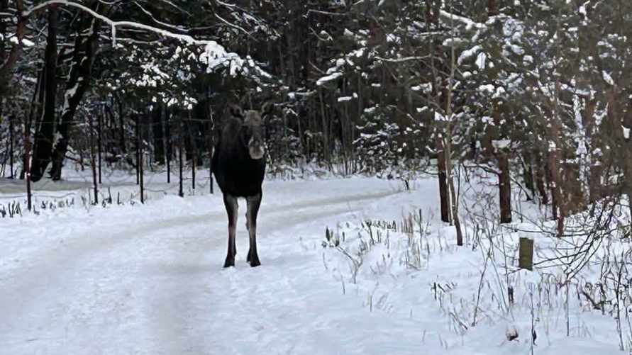 В Минске снова заметили лося - "Этот товарищ чуть не снёс"