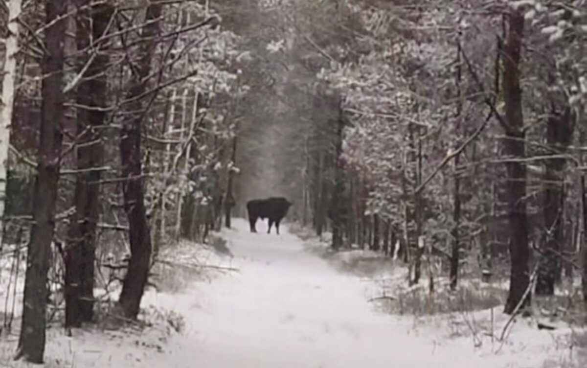 "Повезло дважды" - В центре Беларуси мужчина наткнулся на зубров